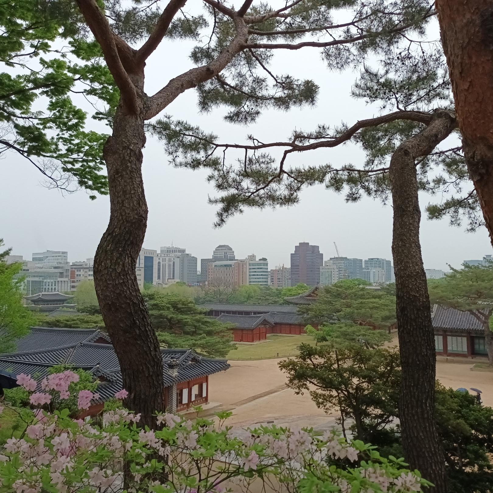 Seoul - Kontrast zwischen Natur und urbanem Flair (c) Sr. Vera Noel Hyun OP