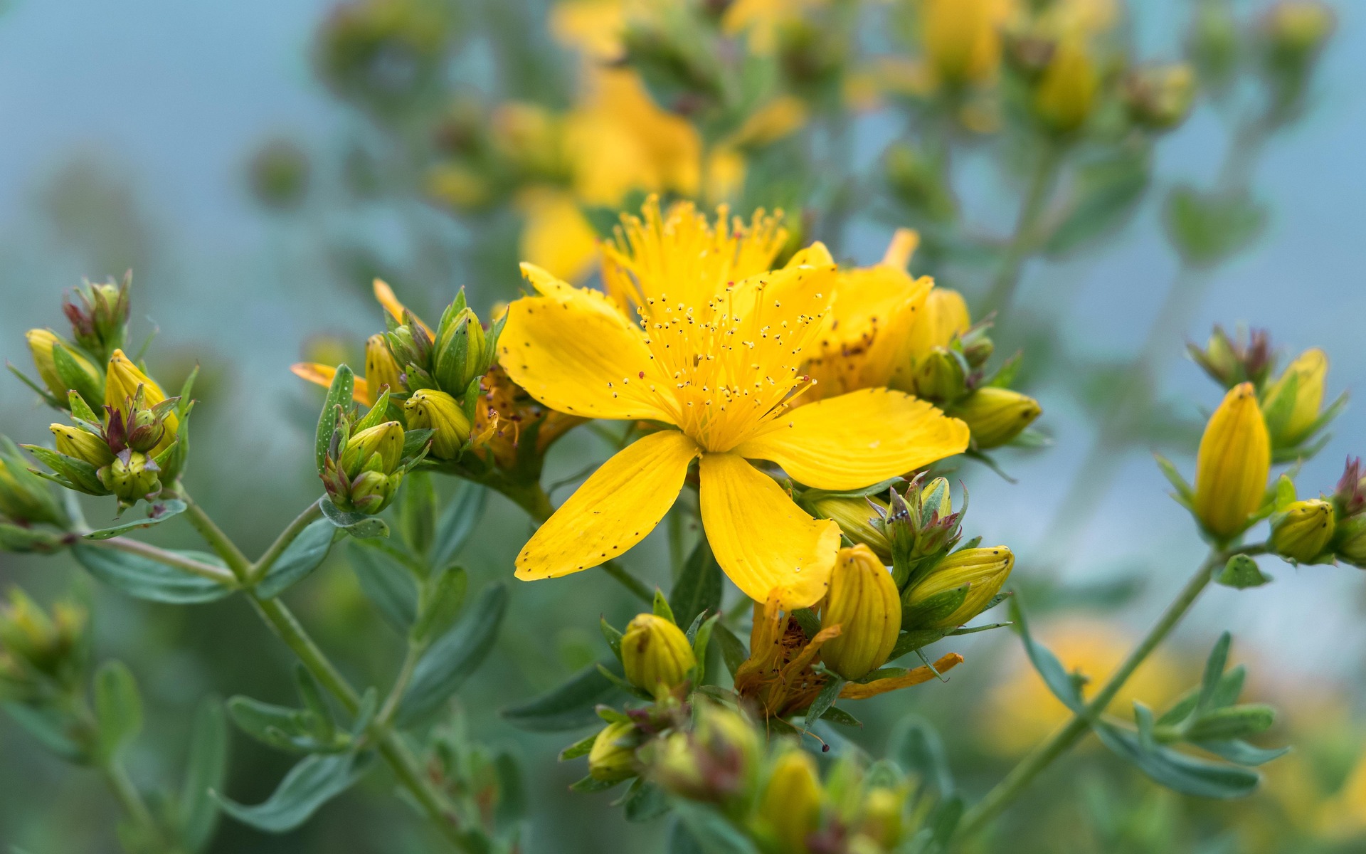 didgeman-johannis-herbs-5295971_1920 (c) Pixabay
