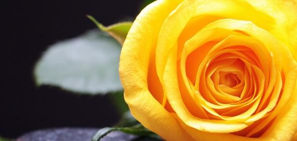 Blume Rose (c) Pixabay